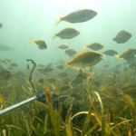 RTRO.ReefsPinfish_FNL