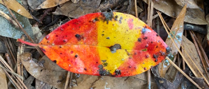 A red and yellow leaf
