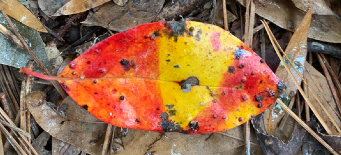 Make room for stillness and watchfulness — it may lead to something great A red and yellow leaf