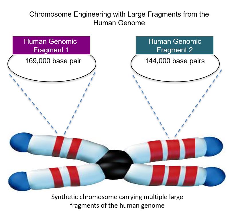 This graphic from a recent publication shows one of Dr. Edward Perkins' one of engineered chromosomes.