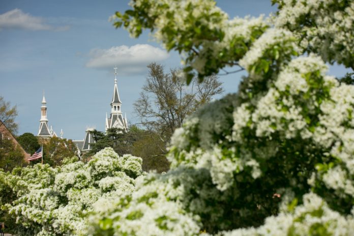 white flowers in the foreground and the administration building tower in the background