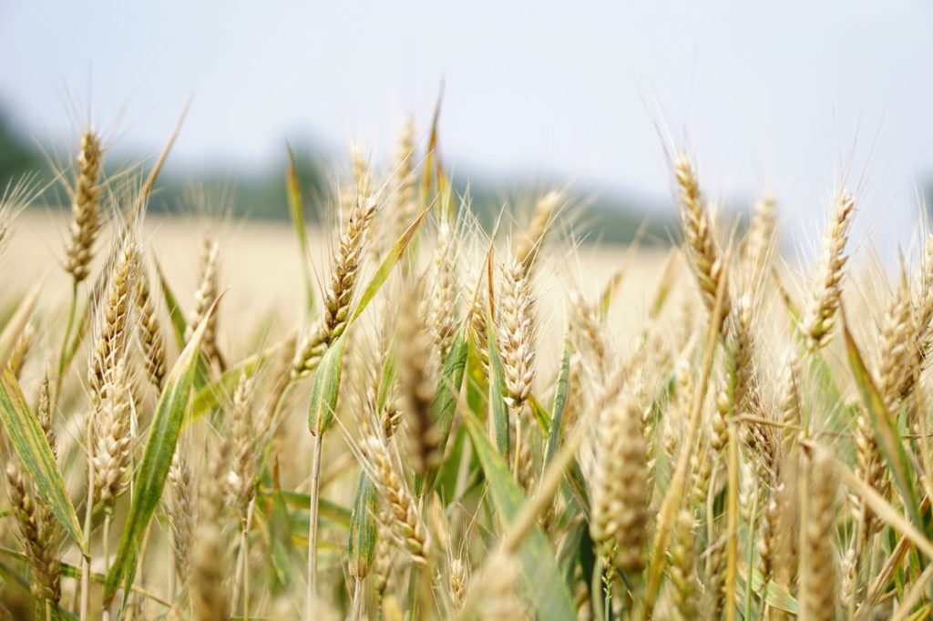 close up of wheat in a field