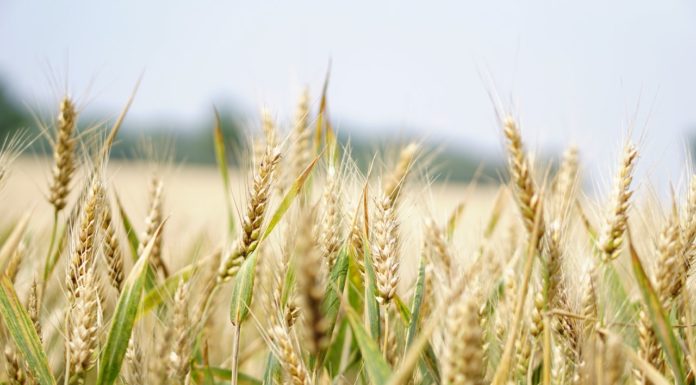 The welfare of each of us is bound up with the welfare of all close up of wheat in a field