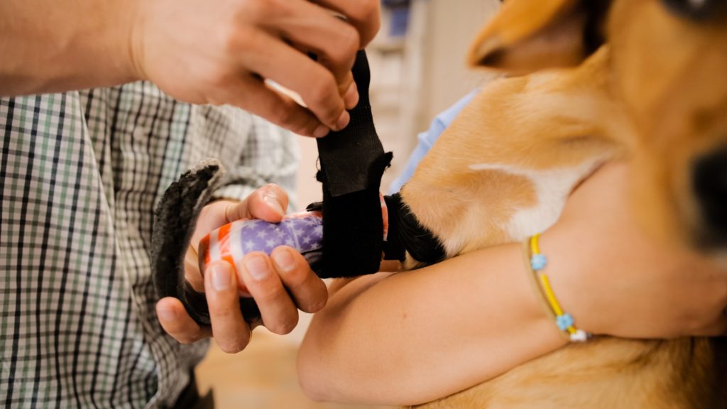 close up on a man putting a prosthesis on a dog