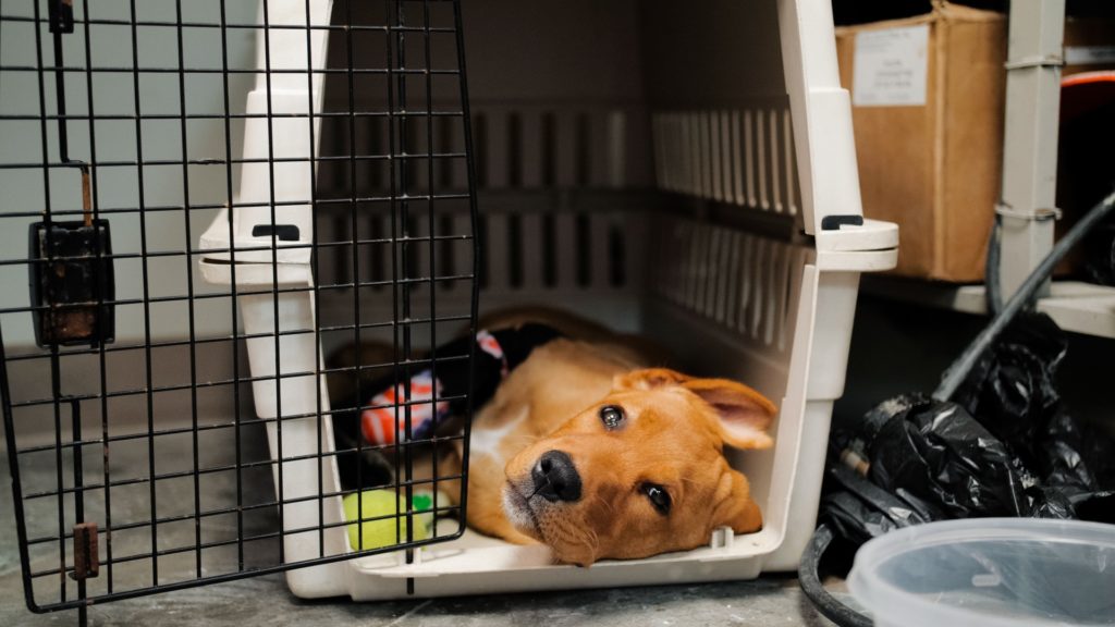 a dog lies in a crate