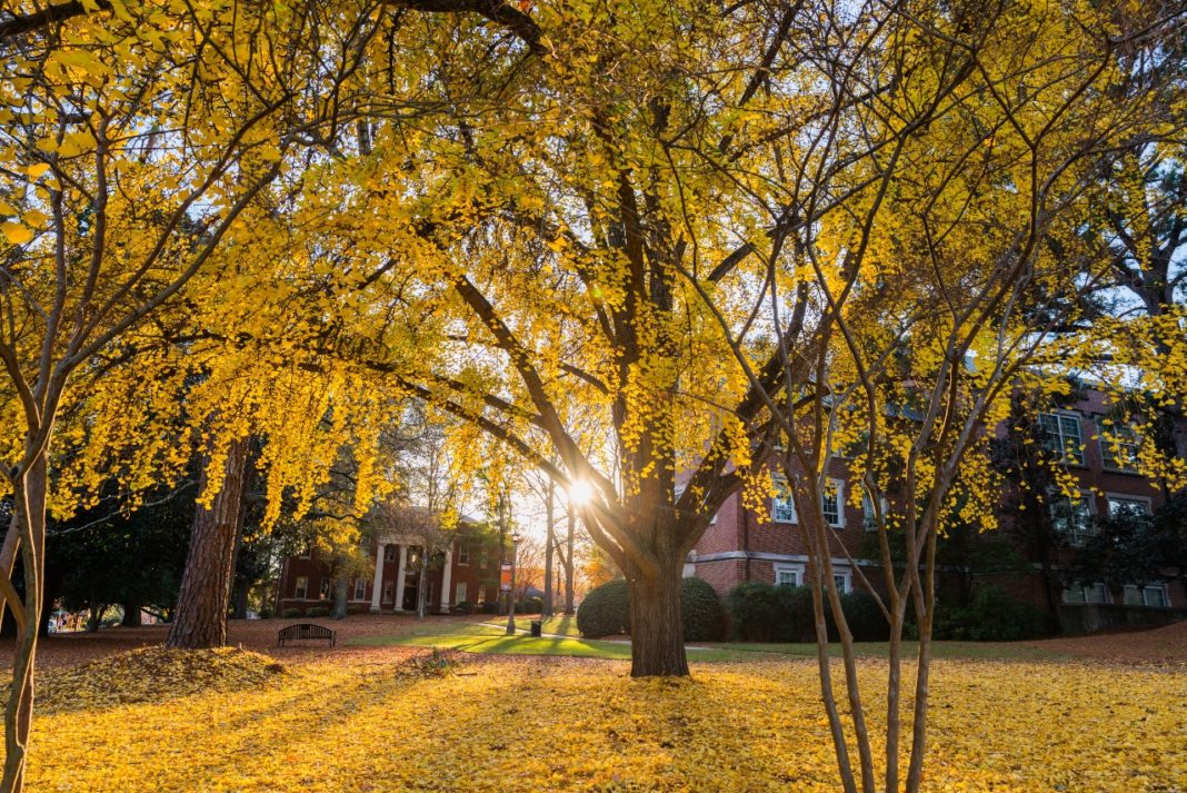 Sun shines through the golden leaves of a tree on Mercer's campus in the fall