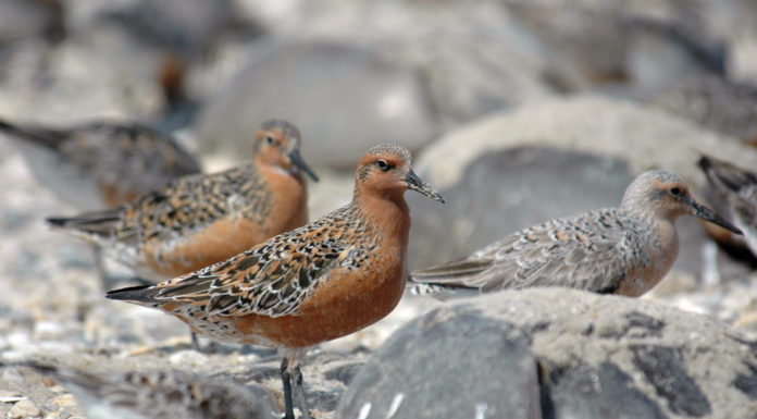 Love your neighbor because in this world, no one stands alone Red knots stand among rocks