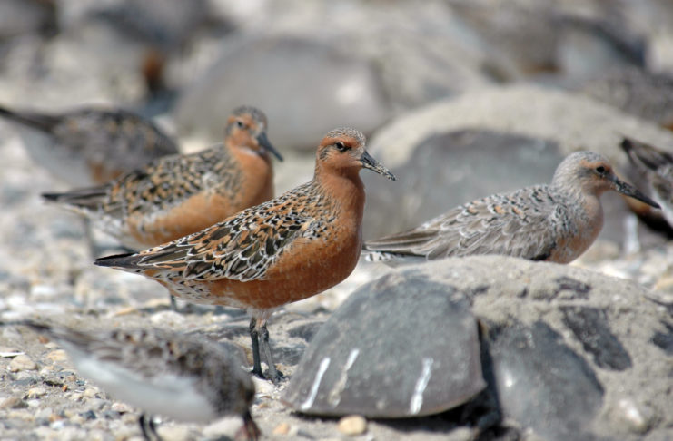 Red knots stand among rocks