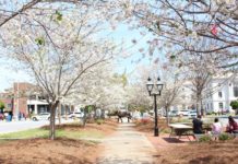 Seven spring happenings in downtown Macon Trees bloom in 3rd Street Park in downtown Macon during a previous Cherry Blossom Festival.