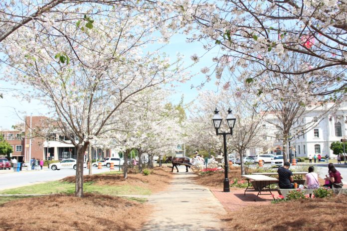 Trees bloom in 3rd Street Park in downtown Macon during a previous Cherry Blossom Festival.