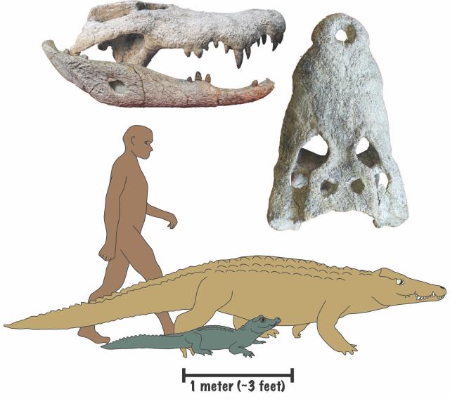 Researchers led by the University of Iowa have discovered two new species of crocodiles that roamed parts of Africa between 18 million and 15 million years ago and preyed on human ancestors. The Kinyang giant dwarf crocodiles (in gold) were up to four times the length of their modern relatives, dwarf crocodiles.