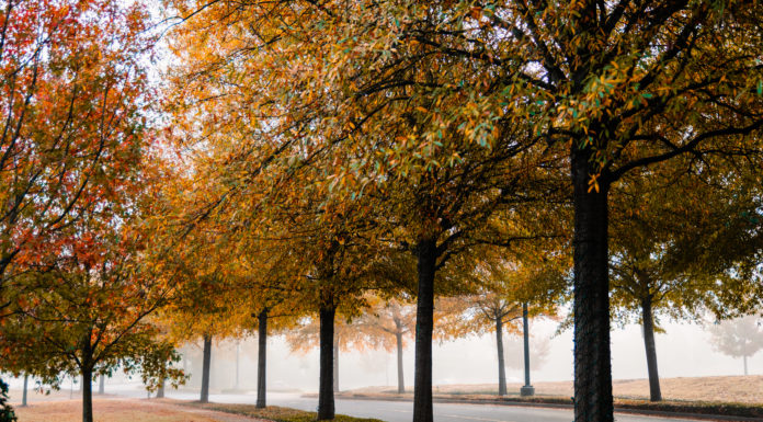 9 Macon-area activities that will get you into the fall spirit Fall leaves on the Macon campus.