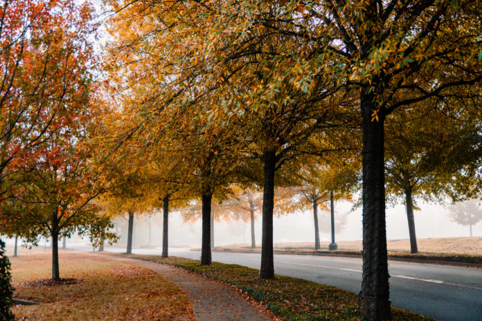 Fall leaves on the Macon campus.