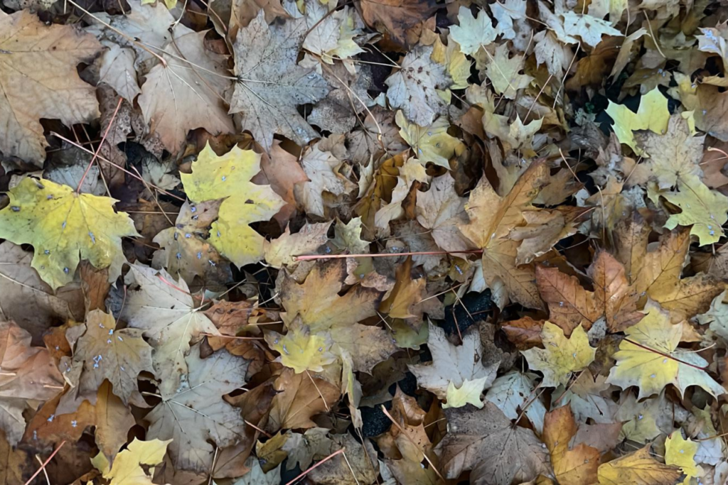 close up of leaves on the ground