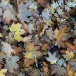 When life moves too fast, here’s the secret to slowing down close up of leaves on the ground