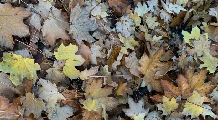 When life moves too fast, here’s the secret to slowing down close up of leaves on the ground