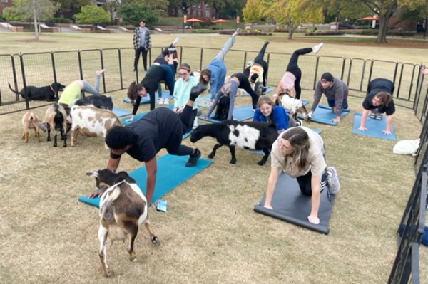 Vote early celebration with goat yoga