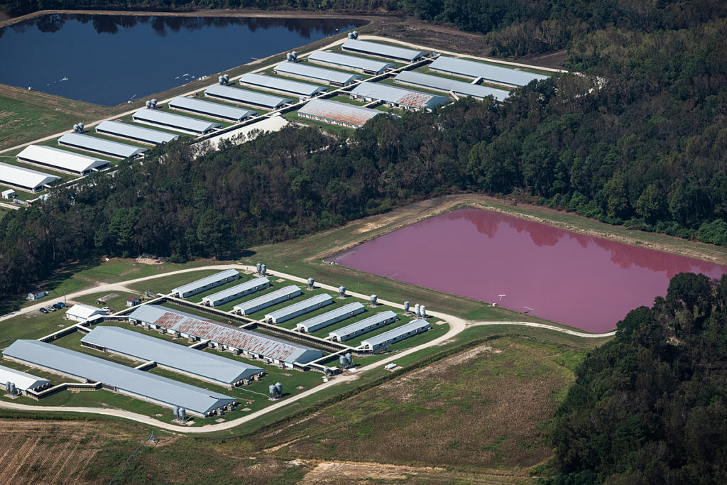 Aerial views of CAFO (Concentrated Animal Feeding Operations) farms in North Carolina.