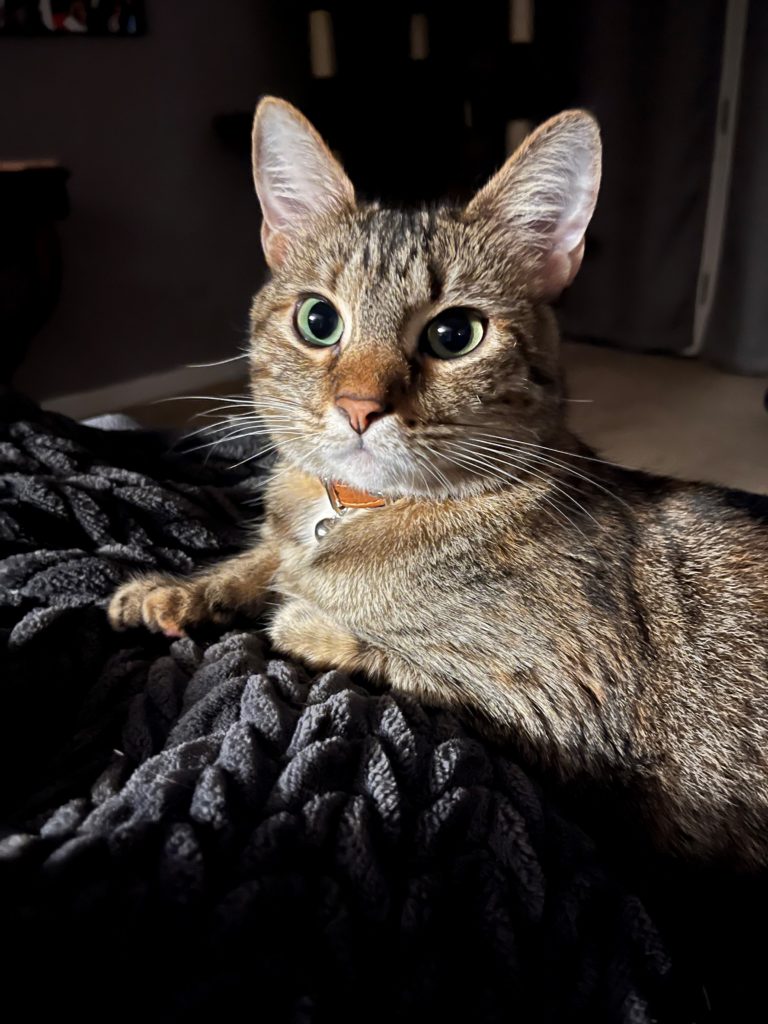 Kia and Daniel Pascal's cat, Luna, sits on a blanket.