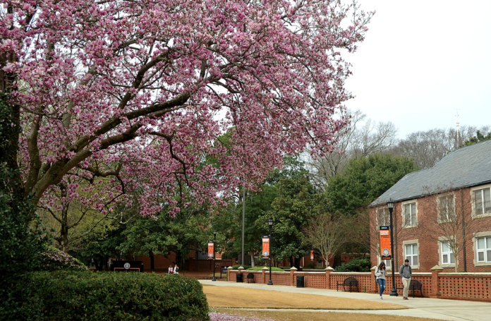 A tree is in bloom with pink flowers, with a Macon campus building and students walking in the background.