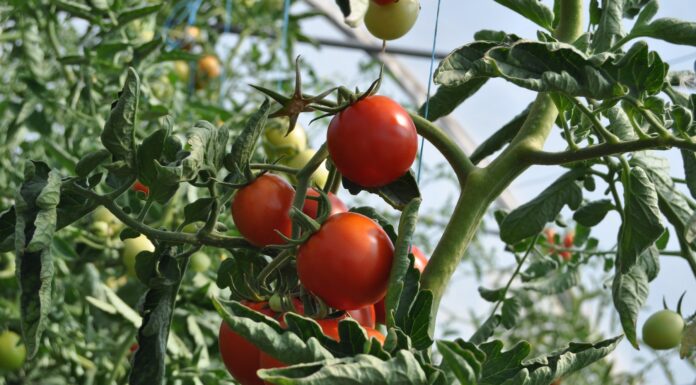 Like tomatoes in a garden, hardship helps us grow to be fruitful Red Tomatoes on Plant