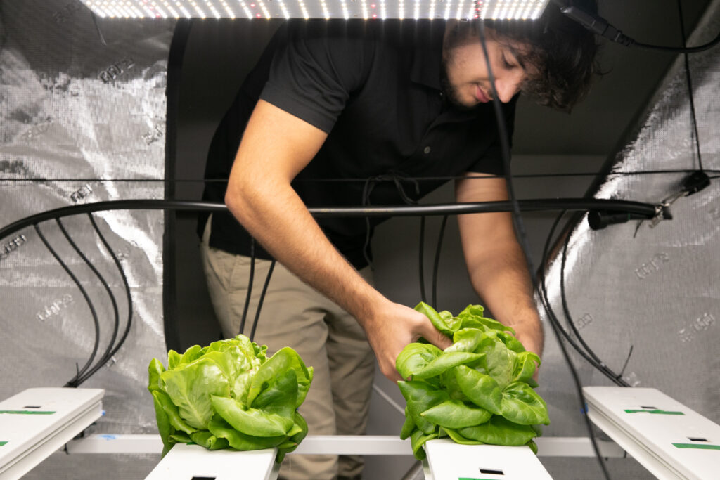 a student lifts a head of lettuce