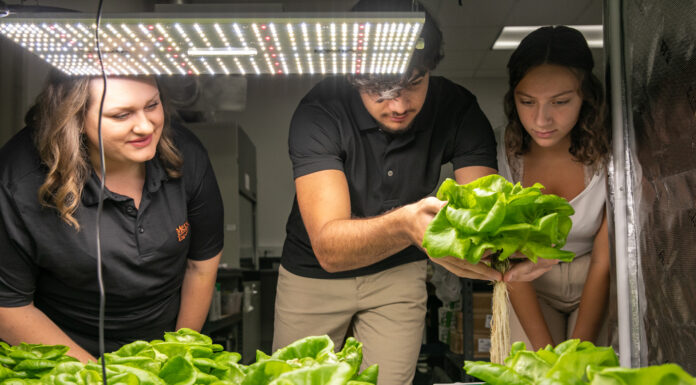 Mercer summer program provides research experience early in students’ college careers a student in the middle pulls up a head of lettuce while two people on either side look on
