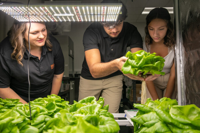 a student in the middle pulls up a head of lettuce while two people on either side look on
