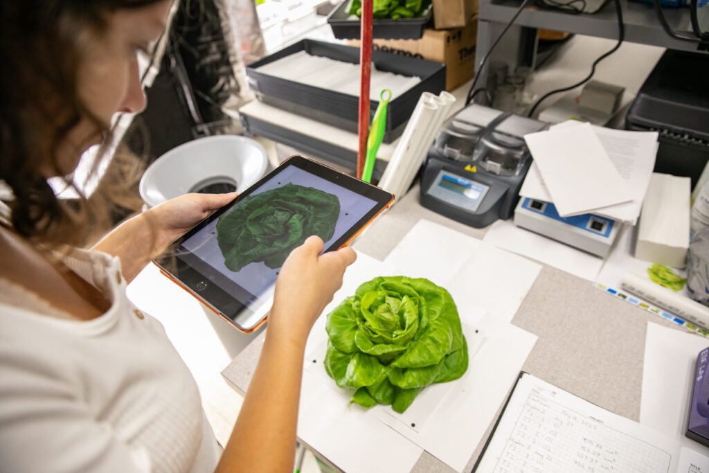 a student uses an ipad to take a picture of a head of lettuce
