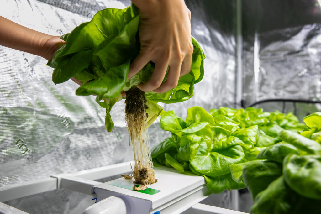 hands pull butter lettuce out of a hydroponics system