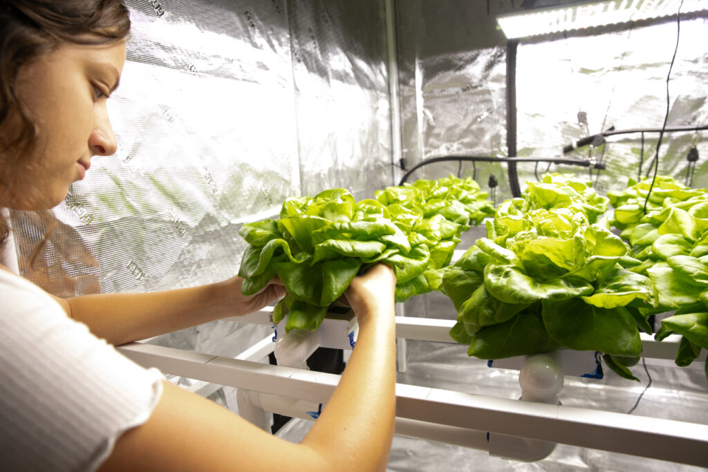 a student pulls a head of lettuce out of a hydroponics system