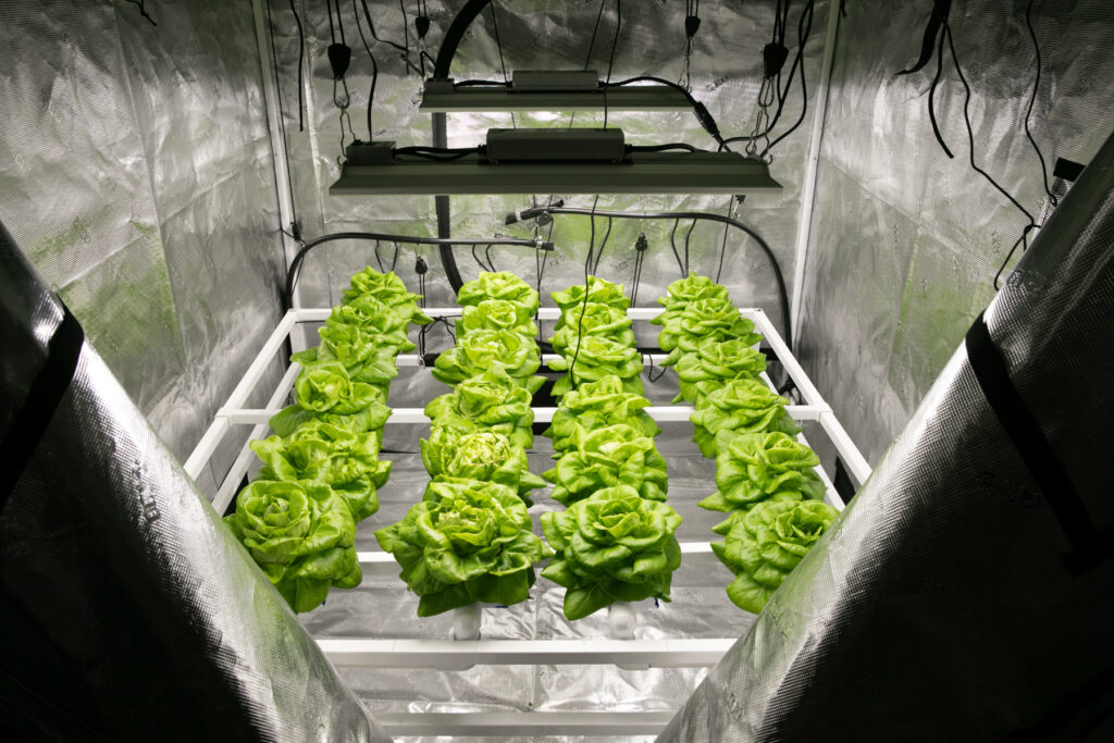 24 heads of butter lettuce in a grow tent