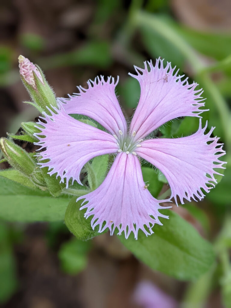 pink flower with fringed petals