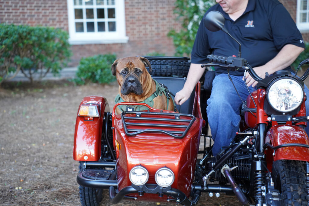 A dog sits in a sidecar of a motorcycle