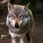 Aesop’s fable about boy who cried wolf still rings true today | Dr. Craig McMahan Gray and White Wolf
