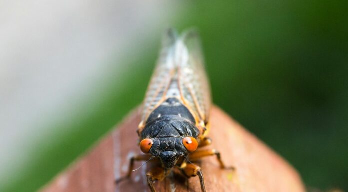 What’s up with all the cicadas? A Mercer bug expert explains insect with red beady eyes and wings