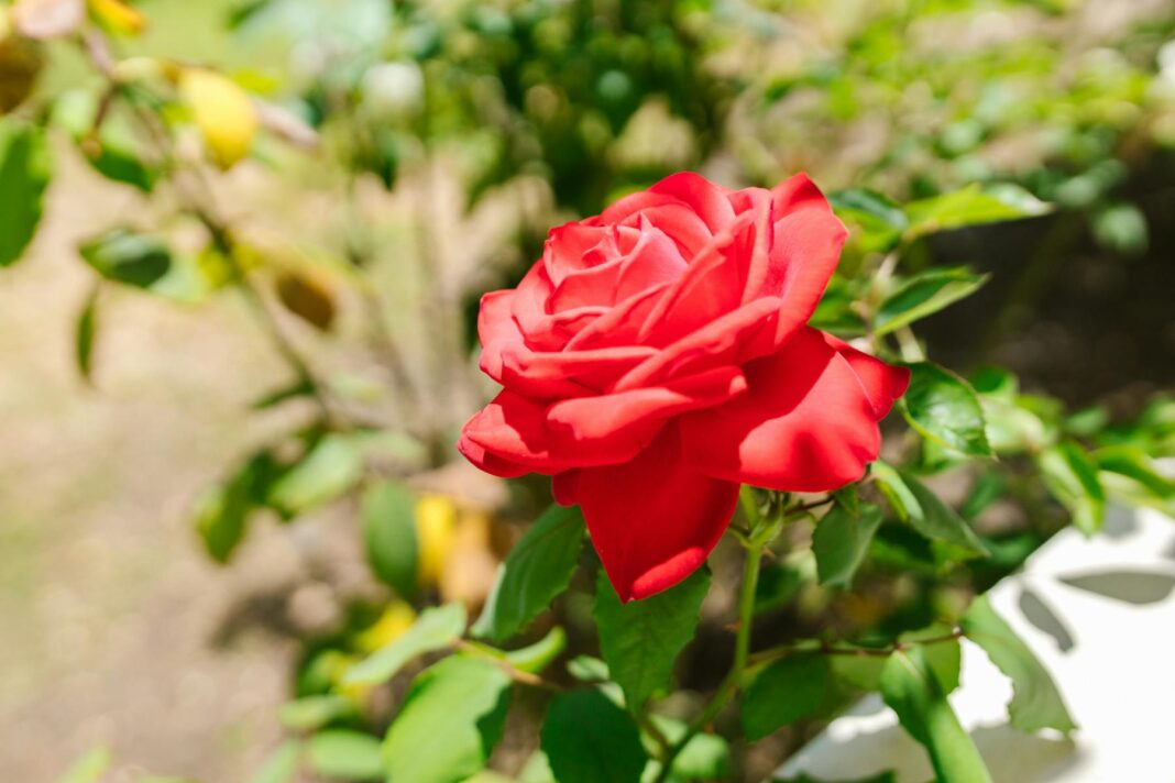 A vibrant red rose in full bloom surrounded by green leaves in a garden setting, with soft sunlight illuminating the petals.