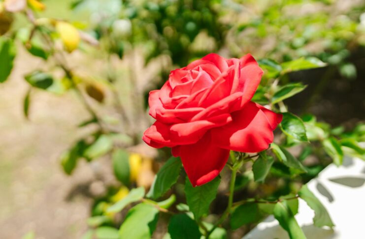 A vibrant red rose in full bloom surrounded by green leaves in a garden setting, with soft sunlight illuminating the petals.