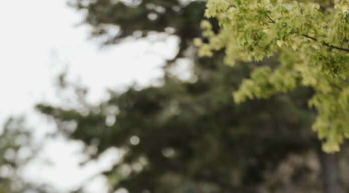 Graduate Spotlight: Dalton Loyd Dalton Loyd, in a graduation cap and gown, leans on a brick wall outdoors.