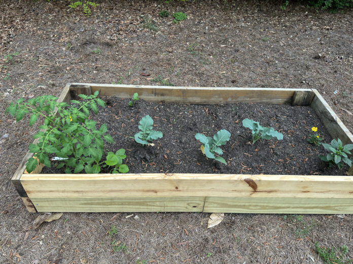 A wooden raised garden bed with young plants, including tomatoes and other vegetables, growing in soil.