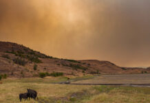Communication studies professor receives grant for animal agriculture research Cows grazing on dry grassland under a hazy, orange sky with hills and sparse vegetation in the background.