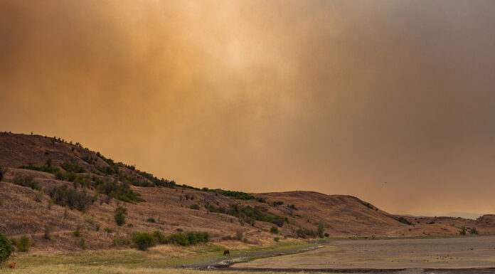 Communication studies professor receives grant for animal agriculture research Cows grazing on dry grassland under a hazy, orange sky with hills and sparse vegetation in the background.