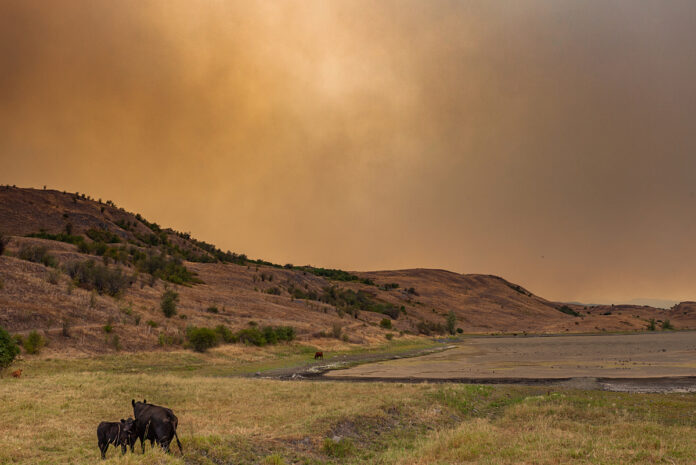 Cows grazing near Goose Lake in Vernon BC. Thick smoke from the White Rock Lake wildfire billows in the background. Vernon, British Columbia, Canada, 2021. Vivienne Giames / We Animals Cows grazing on dry grassland under a hazy, orange sky with hills and sparse vegetation in the background.