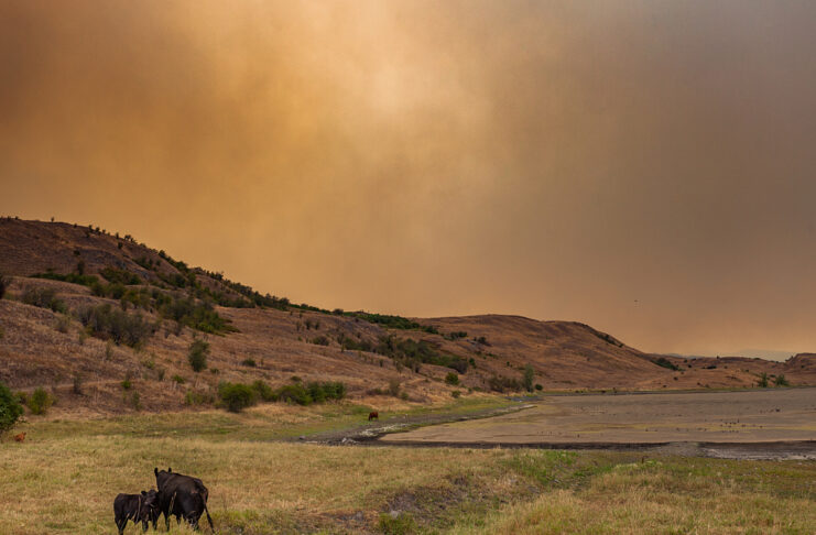 Cows grazing on dry grassland under a hazy, orange sky with hills and sparse vegetation in the background.
