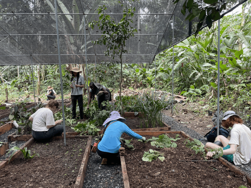 Several people are gardening in raised beds under a mesh canopy in a lush, tropical setting.