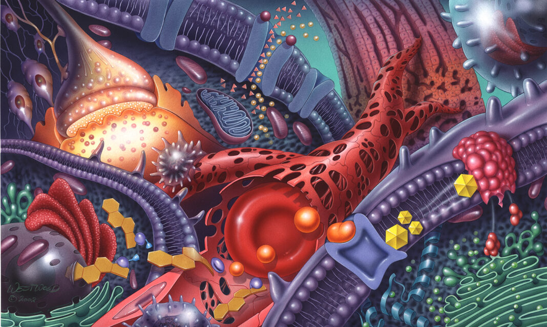 Colorful illustration of cellular structures, including mitochondria, ribosomes, endoplasmic reticulum, and a red blood cell.