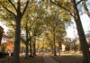 What trees can teach us about supporting each other | Dr. Craig McMahan A tree-lined campus walkway with buildings on either side, lit by sunlight filtering through the branches.
