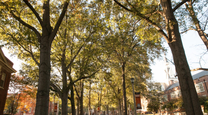 What trees can teach us about supporting each other | Dr. Craig McMahan A tree-lined campus walkway with buildings on either side, lit by sunlight filtering through the branches.