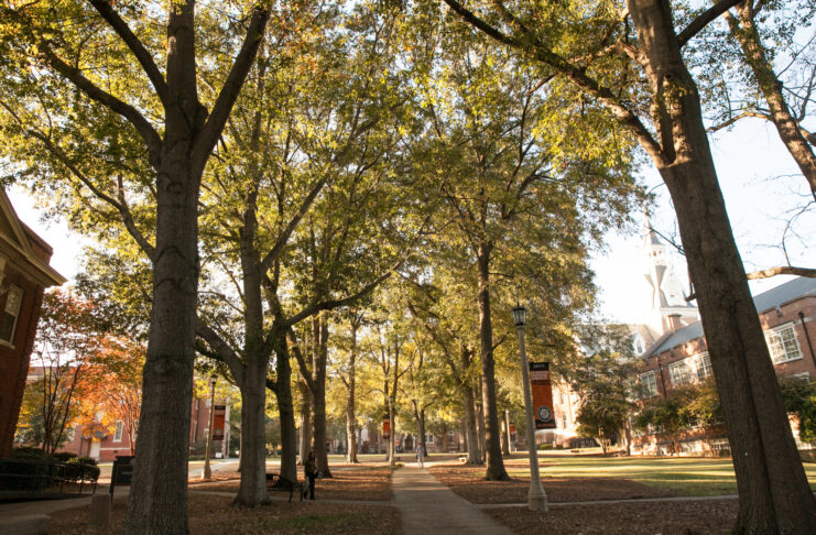 A tree-lined campus walkway with buildings on either side, lit by sunlight filtering through the branches.