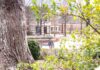 Faculty and Staff Notables | March 2026 A large tree and green shrubs frame a view of a bench and brick campus building in the background on a sunny day.